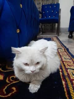 White cat Persian 7 month age