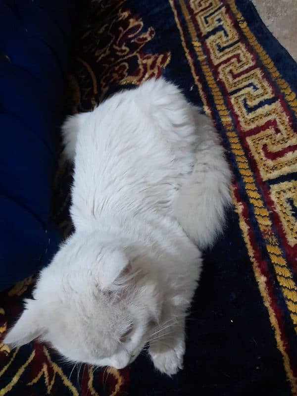 White cat Persian 7 month age 1