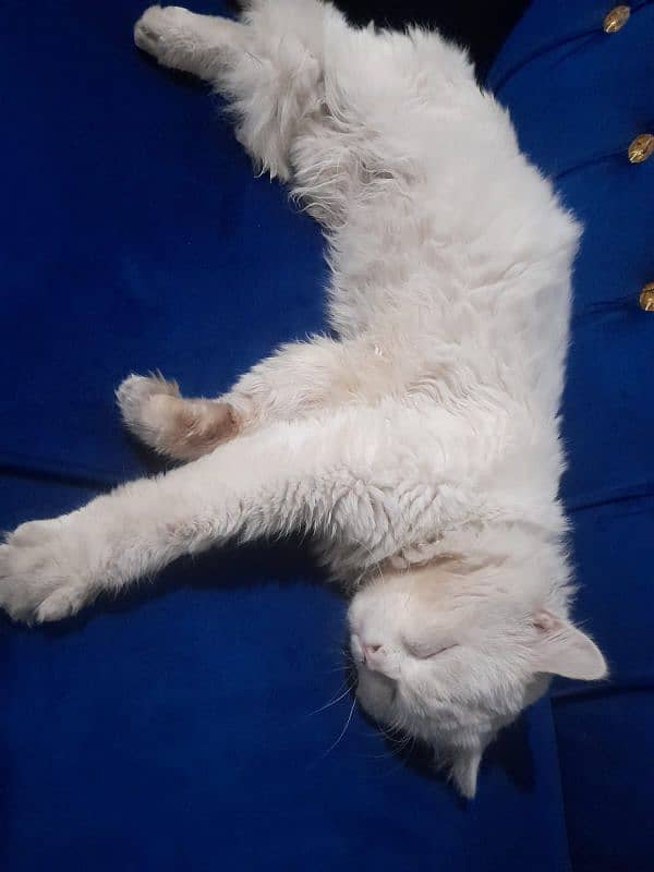 White cat Persian 7 month age 2