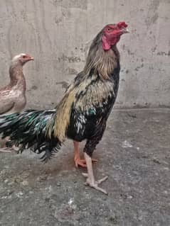 Aseel breader pair & Desi Egg lying Hens