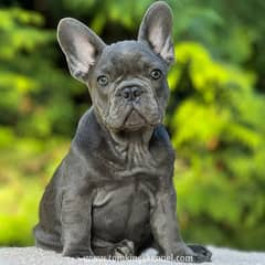 French bulldog puppies