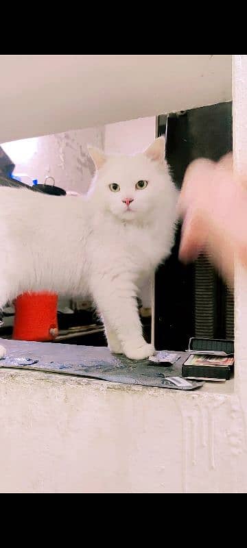 Persian tripple coated male white colour 0