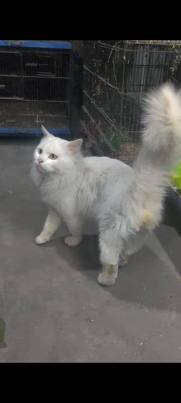 Persian tripple coated male white colour 1