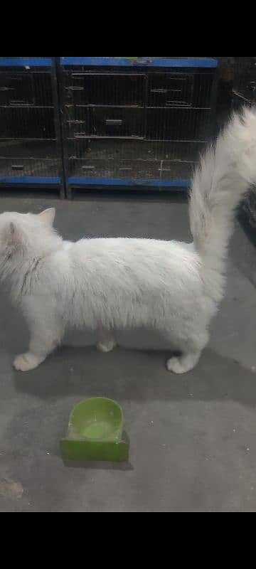 Persian tripple coated male white colour 2