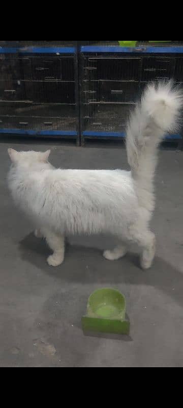 Persian tripple coated male white colour 3