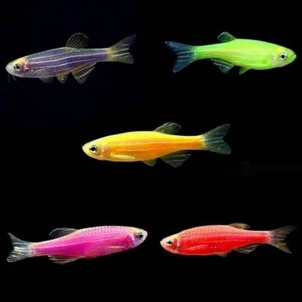 Fish In Fish. All Types Of Fishes Are Available. 4