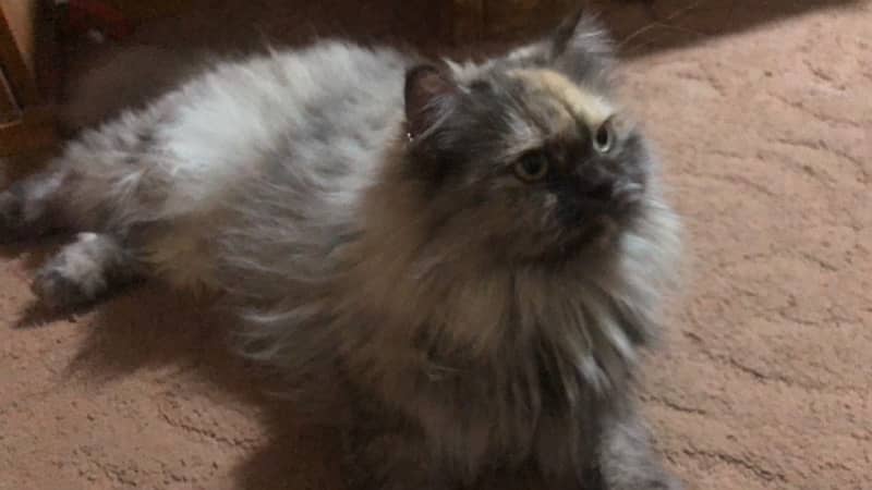 Himalayan cat female cat available 1