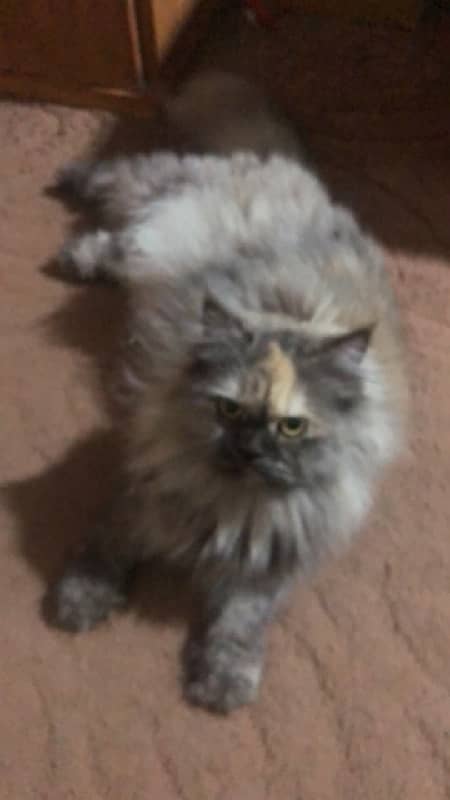 Himalayan cat female cat available 2