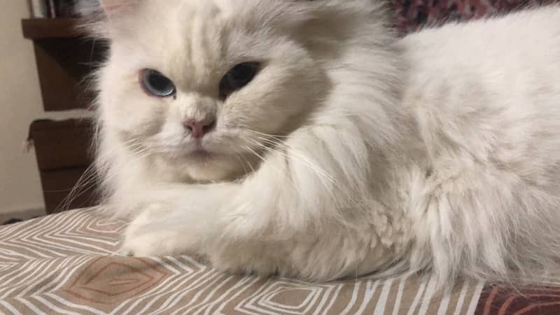 Himalayan cat female cat available 5