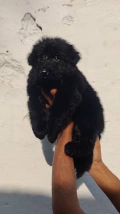 Jet Black Female Puppy