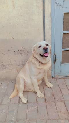 Labrador dog