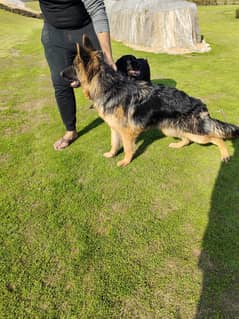 Black Mask German Shepherd Male Dog /  Long Coat Pink Pedigree / GSD