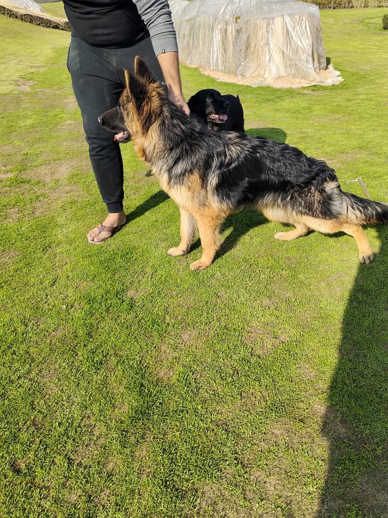 Black Mask German Shepherd Male Dog /  Long Coat Pink Pedigree / GSD 0