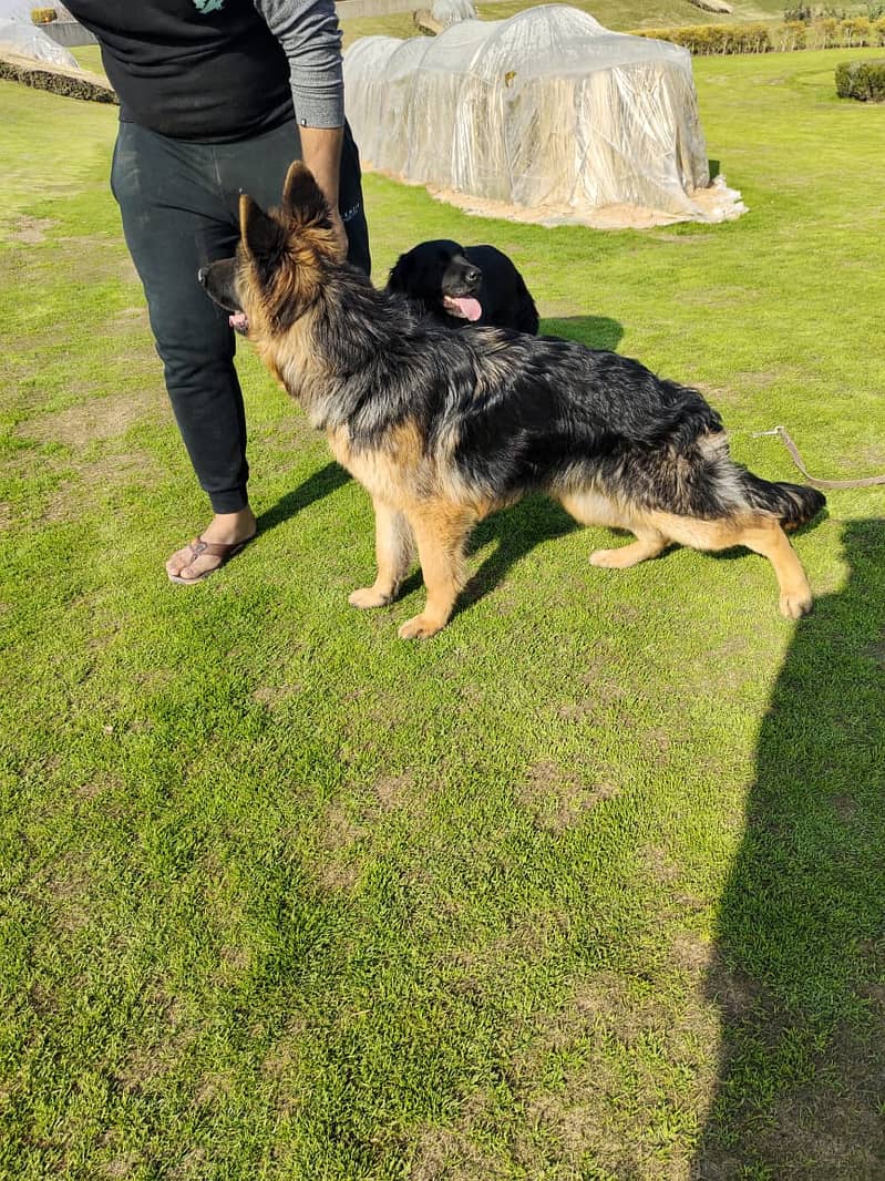 Black Mask German Shepherd Male Dog /  Long Coat Pink Pedigree / GSD 1