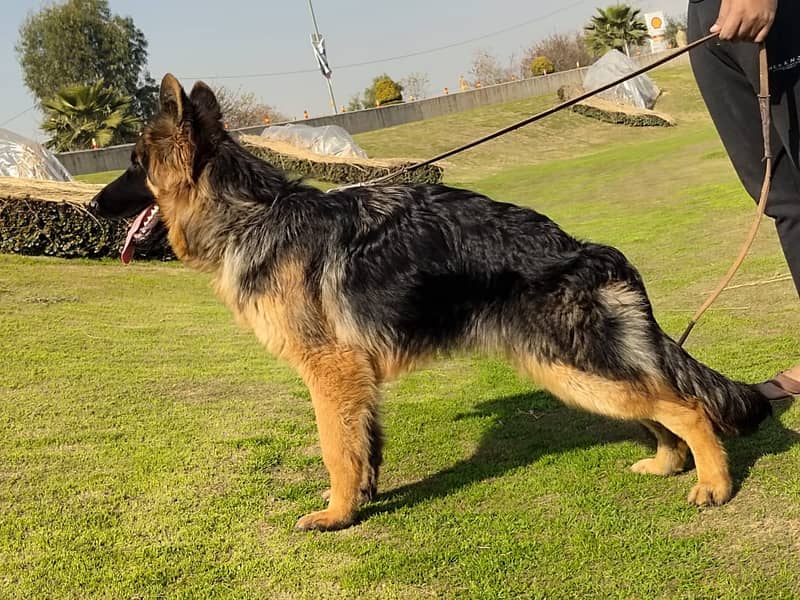 Black Mask German Shepherd Male Dog /  Long Coat Pink Pedigree / GSD 2