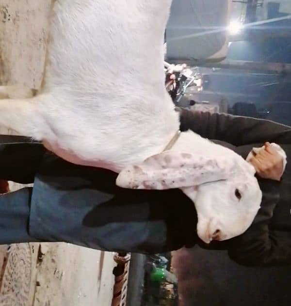 Desi Bara Bakra| Rajanpuri| Qurbani wala| White Color| 03081745626. 0