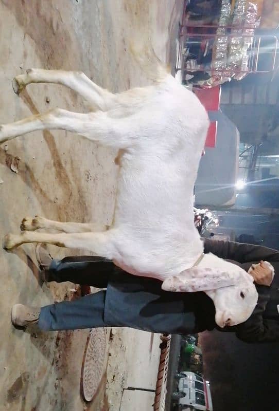 Desi Bara Bakra| Rajanpuri| Qurbani wala| White Color| 03081745626. 1