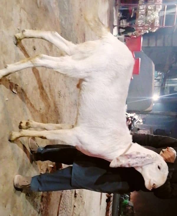 Desi Bara Bakra| Rajanpuri| Qurbani wala| White Color| 03081745626. 3