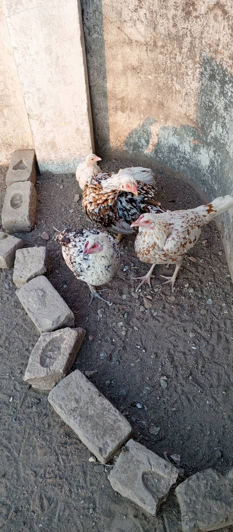 Aseel breeder for sale 7