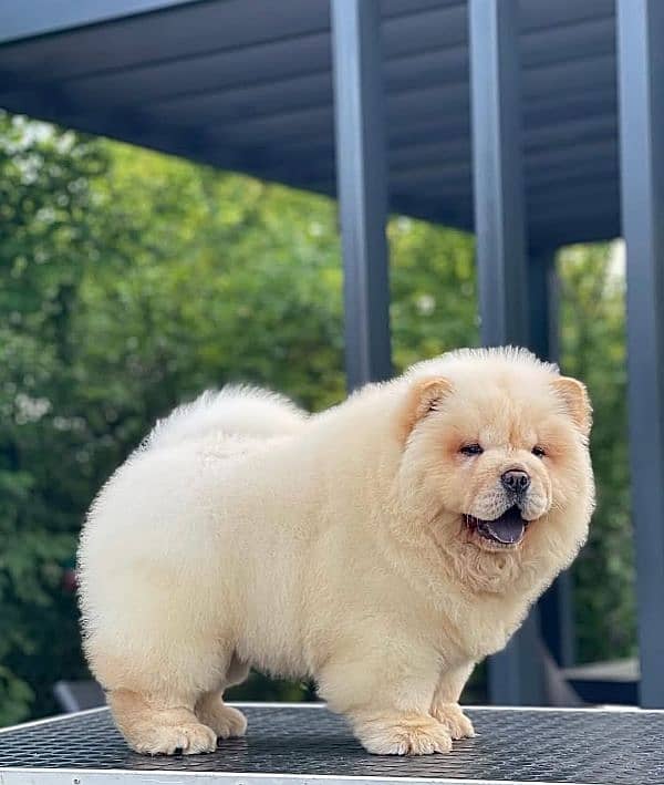 Chow chow 0