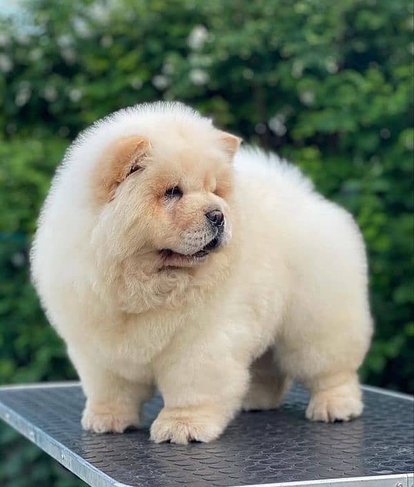 Chow chow 1