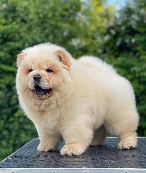 Chow chow 2