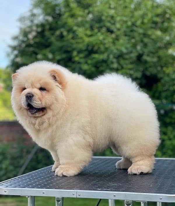 Chow chow 3