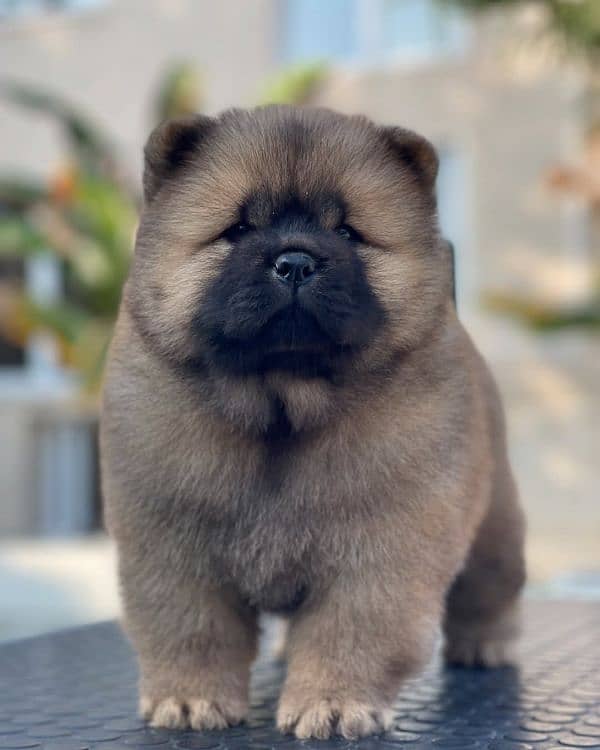 Chow chow 6