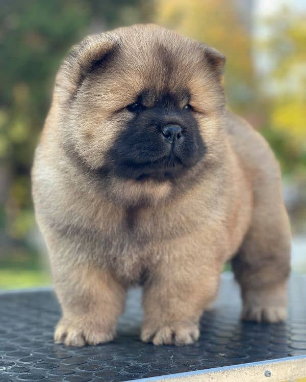 Chow chow 7