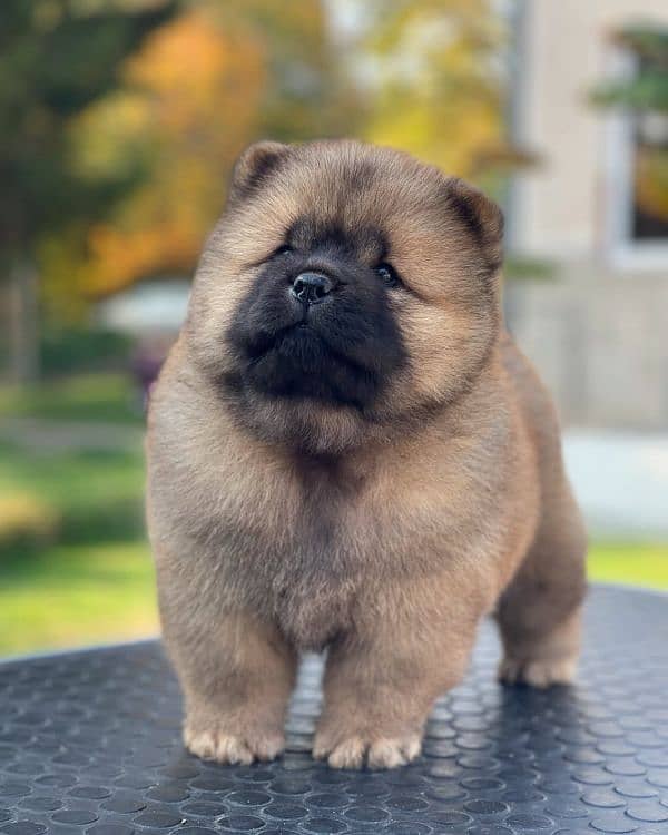 Chow chow 9