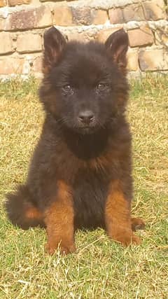 German Shepherd double coat male puupy for sale