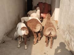 Turkey Domba balh breed for sale