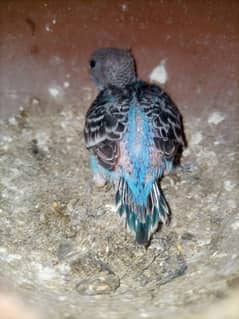 Australian Budgie Split Chicks best For Hand Tame