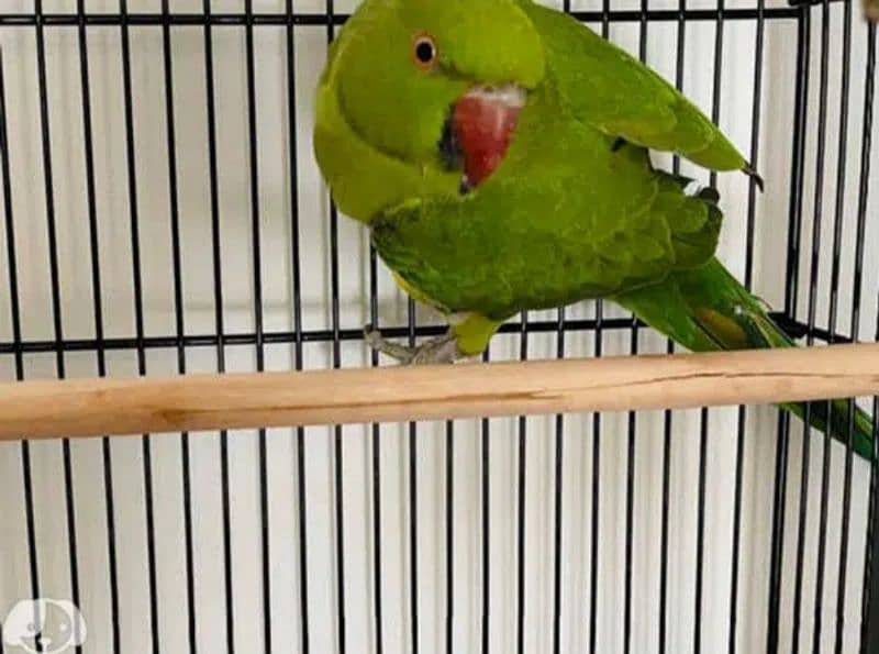 Adult Male or Female Ringneck 0