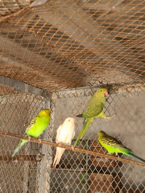 Adult Male or Female Ringneck 1