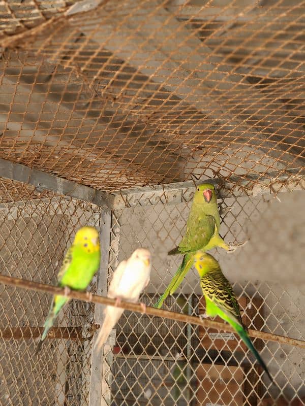 Adult Male or Female Ringneck 2