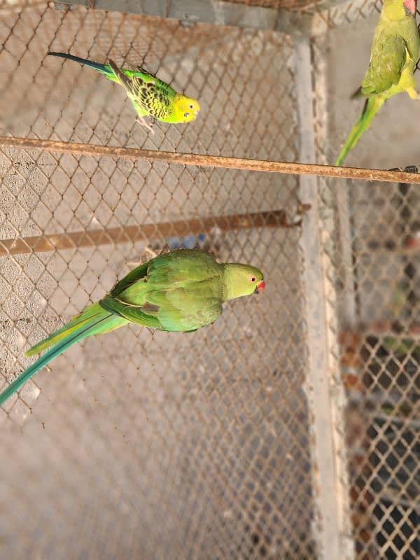 Adult Male or Female Ringneck 3