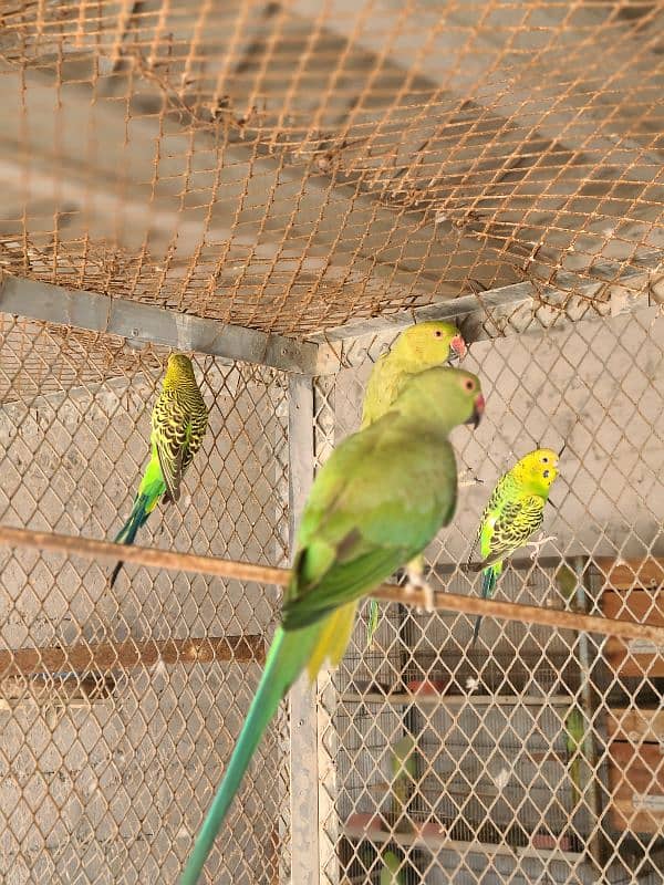 Adult Male or Female Ringneck 4