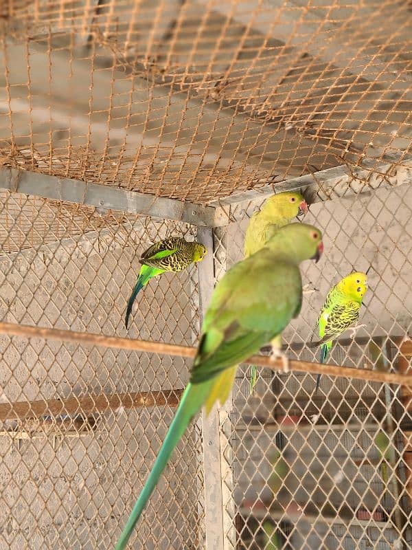 Adult Male or Female Ringneck 5