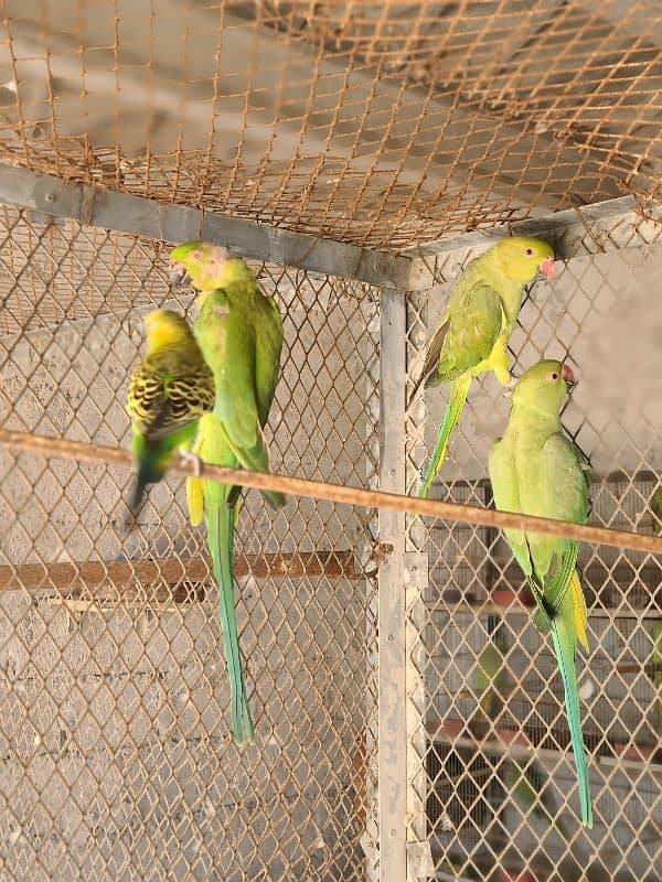 Adult Male or Female Ringneck 6