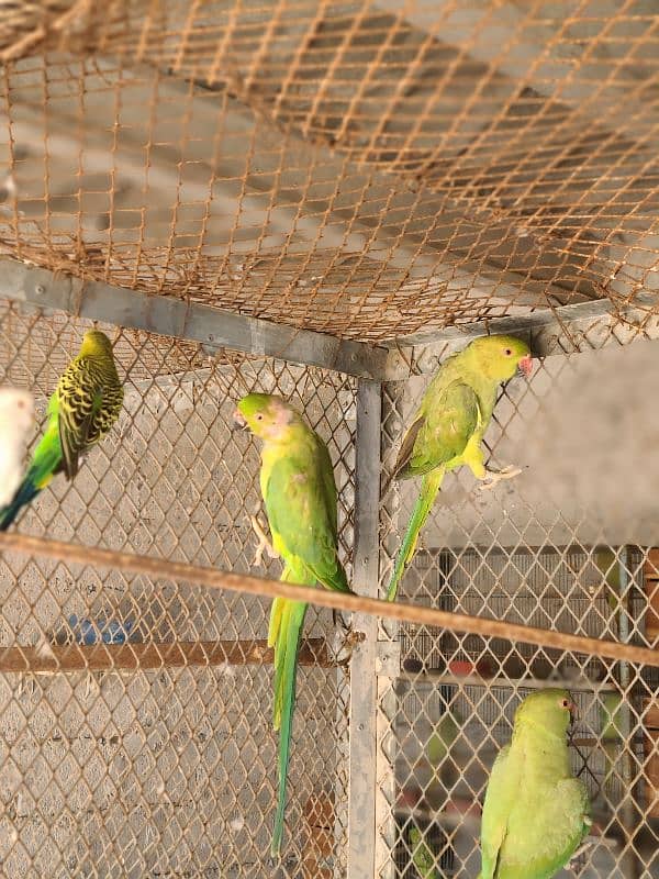 Adult Male or Female Ringneck 7