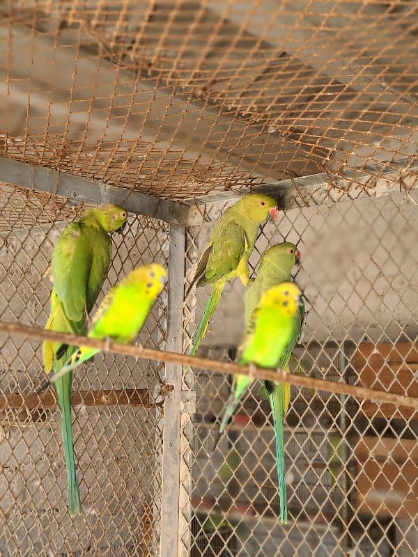 Adult Male or Female Ringneck 8