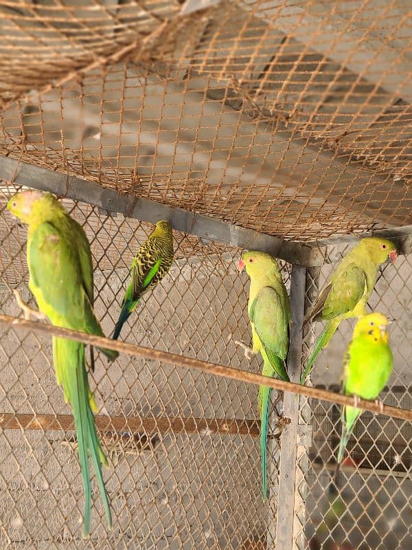 Adult Male or Female Ringneck 9