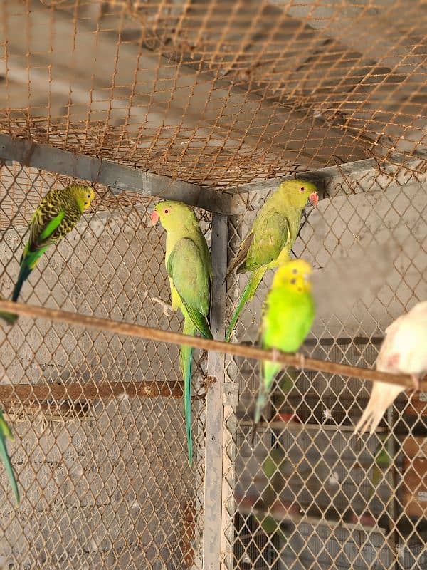 Adult Male or Female Ringneck 10