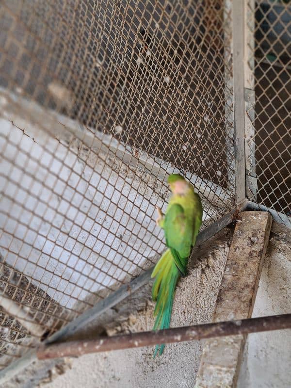 Adult Male or Female Ringneck 11