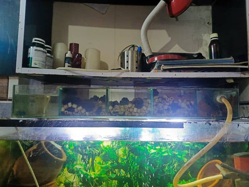 Planted Aquarium with overhead sump and fish 11