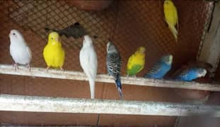 Australian parrots for sale