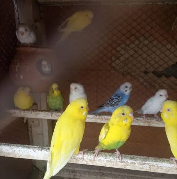 Australian parrots for sale 1