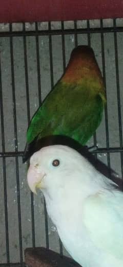 albino black eyes love bird