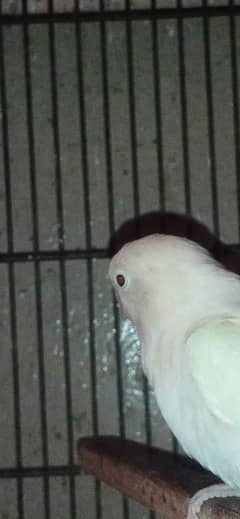 albino black eyes love bird